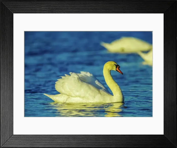 Framed Print : Canada, British Columbia, Vancouver Island Framed Print : Canada, British Columbia, Vancouver Island