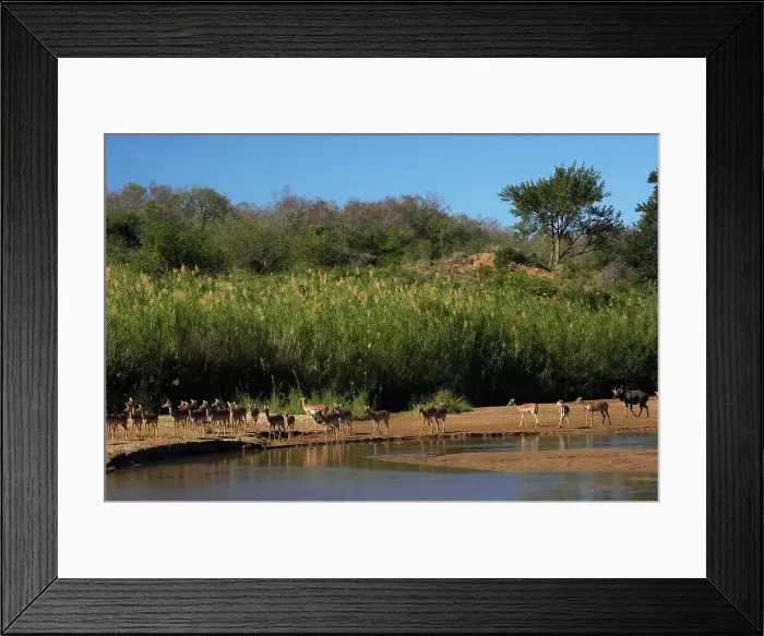 Framed Print : Impala Aepyceros malampus} and Nyala (Tragelaphus angazii) herds Framed Print : Impala Aepyceros malampus} and Nyala (Tragelaphus angazii) herds