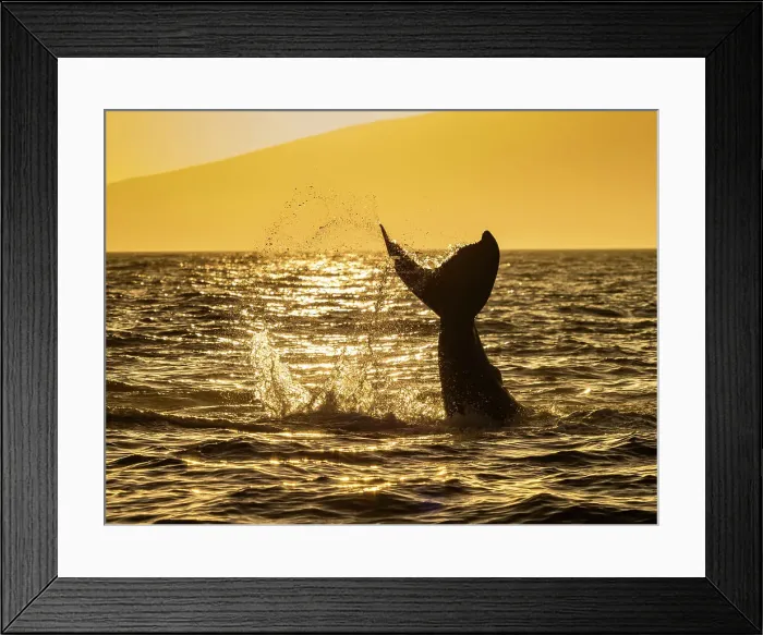 Framed Print : Blue Water Fluke Hawaii Hawaiian Islands Hawaiian Islands Humpback Whale National Marine Sanctuary