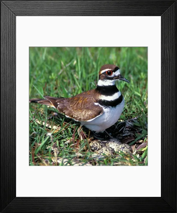 Framed Print : Female Killdeer Guards Her Nest of Four Eggs Framed Print : Female Killdeer Guards Her Nest of Four Eggs