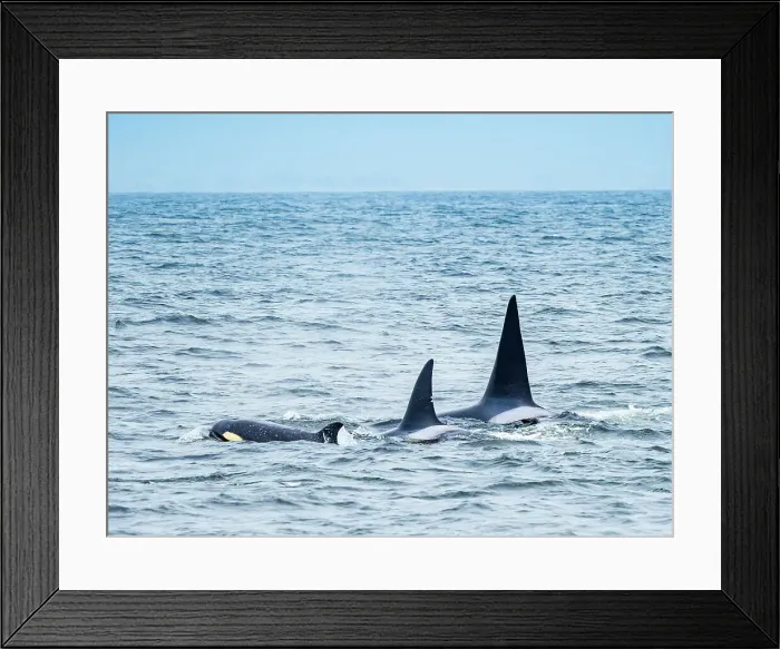 Framed Print : California Monterey Bay Monterey Bay Whale Watch Framed Print : California Monterey Bay Monterey Bay Whale Watch
