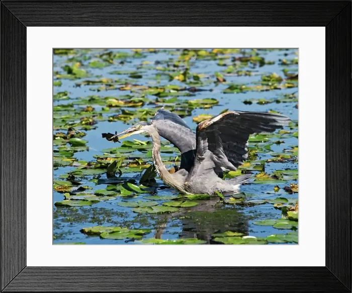 Framed Print : A Great Blue Heron Snags Lunch Framed Print : A Great Blue Heron Snags Lunch