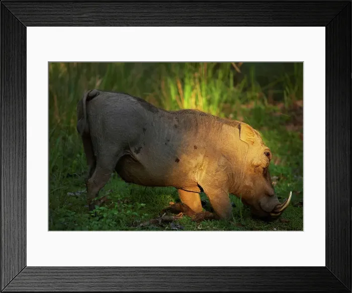 Framed Print : Warthog (Phacochoerus aethiopicus) feeding Framed Print : Warthog (Phacochoerus aethiopicus) feeding