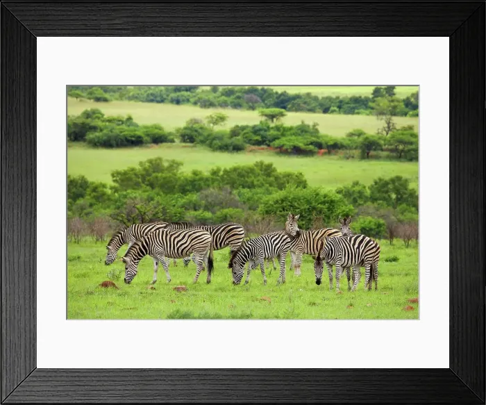 Framed Print : Burchell's Zebra Equus Burchelli} Framed Print : Burchell's Zebra Equus Burchelli}