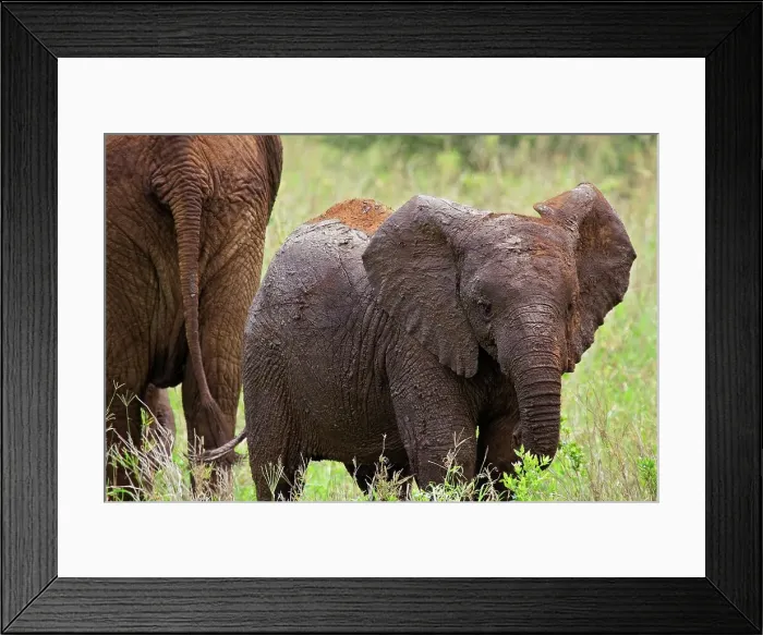 Framed Print : Young Mud-Covered Elephant Calf Stays Close to Grazing Relatives Framed Print : Young Mud-Covered Elephant Calf Stays Close to Grazing Relatives