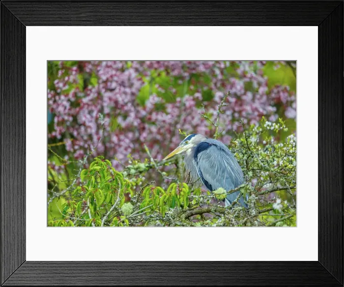 Framed Print : Canada, British Columbia, Vancouver Island Framed Print : Canada, British Columbia, Vancouver Island