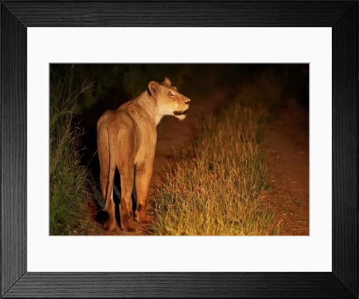 Framed Print : Lioness (Panthera leo). MalaMala Game Reserve Framed Print : Lioness (Panthera leo). MalaMala Game Reserve