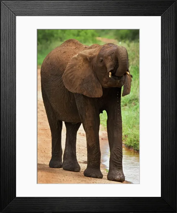 Framed Print : Juvenile African Elephant Stops for a Drink