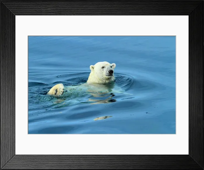 Framed Print : Polar bear (Ursus maritimus) swimming, Svalbard, Norway Framed Print : Polar bear (Ursus maritimus) swimming, Svalbard, Norway