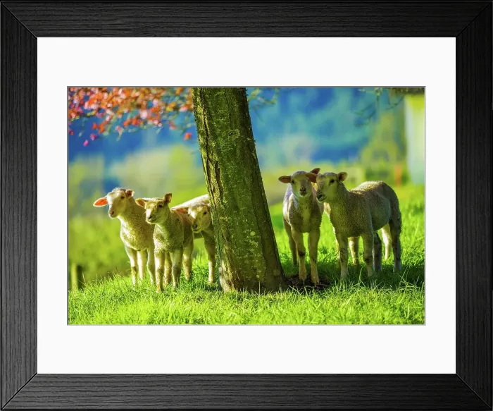 Framed Print : Canada, British Columbia, Vancouver Island Framed Print : Canada, British Columbia, Vancouver Island
