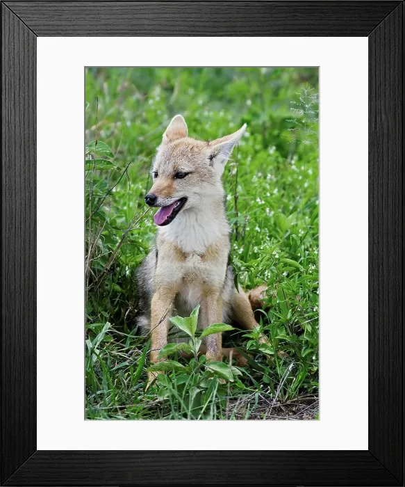 Framed Print : A Golden Jackal Pup Sitting in Tall Grass Framed Print : A Golden Jackal Pup Sitting in Tall Grass