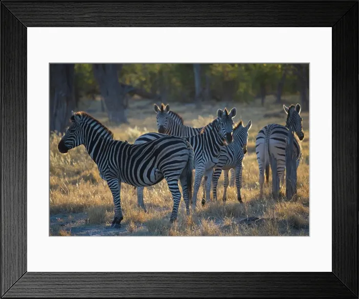 Framed Print : Moremi National Park. Botswana Framed Print : Moremi National Park. Botswana