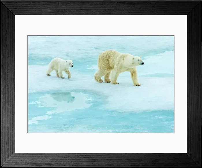 Framed Print : Arctic Arctic Ocean COY Climate Change Lindblad Expeditions Framed Print : Arctic Arctic Ocean COY Climate Change Lindblad Expeditions
