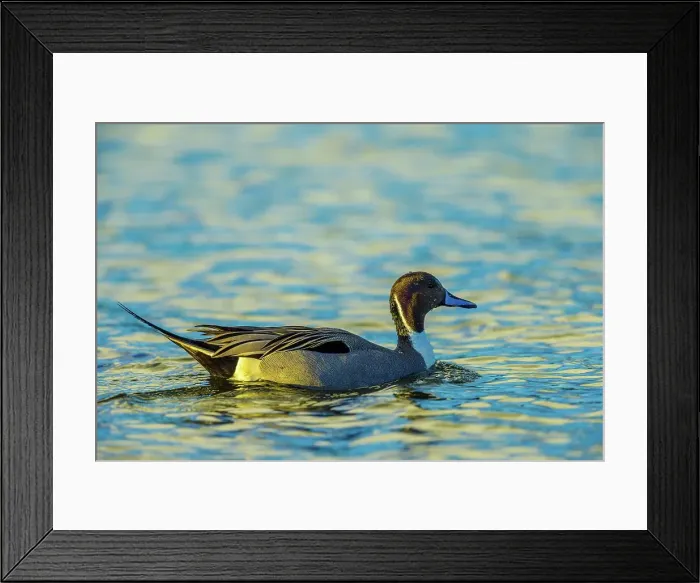 Framed Print : Canada, British Columbia, Vancouver Island Framed Print : Canada, British Columbia, Vancouver Island