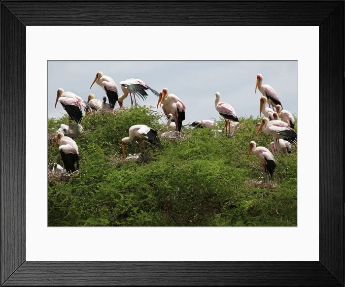 Framed Print : 4311, 4311-242 Framed Print : 4311, 4311-242
