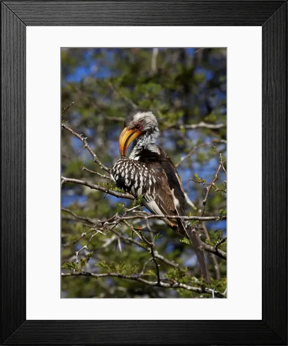 Framed Print : Yellowbilled Hornbill Tockus leucomelas} preening Framed Print : Yellowbilled Hornbill Tockus leucomelas} preening