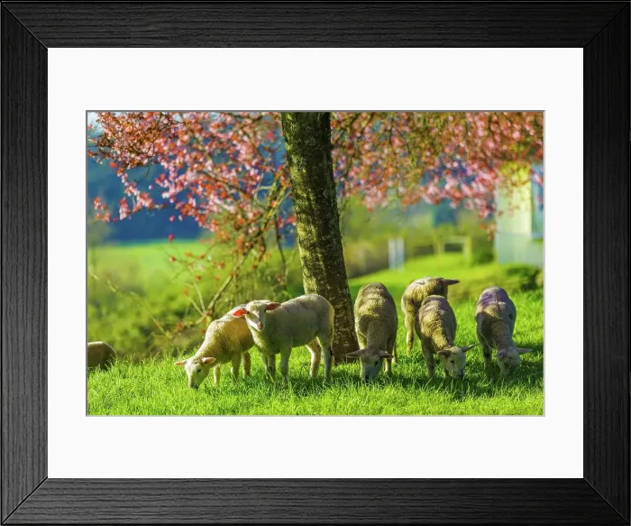 Framed Print : Canada, British Columbia, Vancouver Island Framed Print : Canada, British Columbia, Vancouver Island