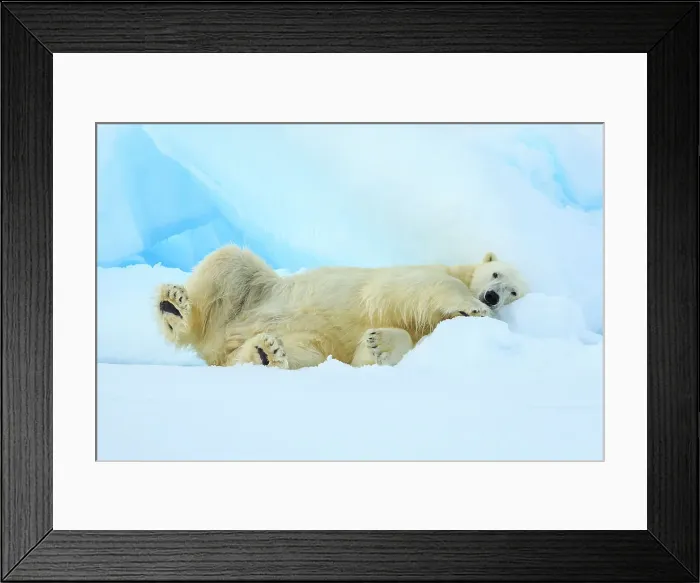 Framed Print : Arctic Ocean Climate Change Lindblad Expeditions Framed Print : Arctic Ocean Climate Change Lindblad Expeditions
