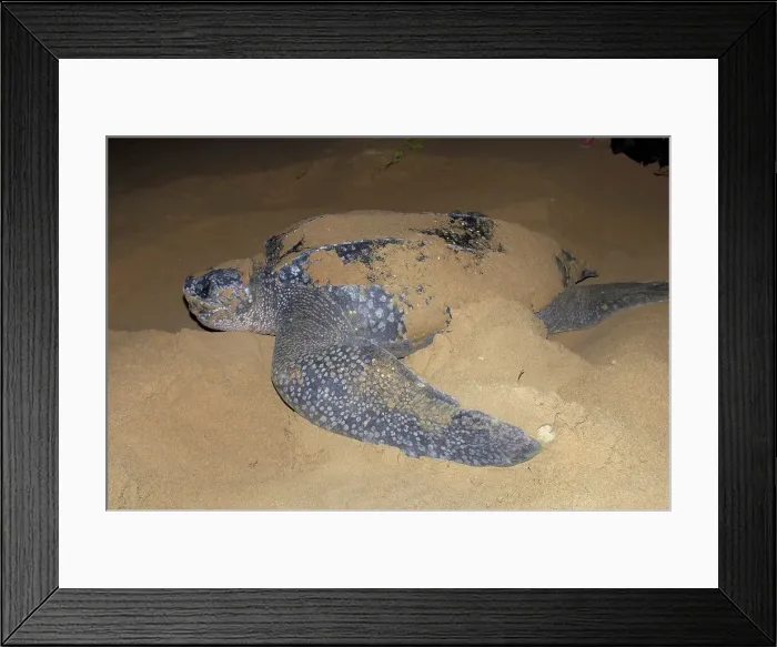 Framed Print : Leatherback Turtle (Dermochelys coriacea) Framed Print : Leatherback Turtle (Dermochelys coriacea)