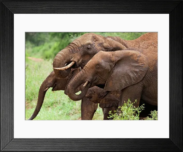 Framed Print : Family of African Elephants Framed Print : Family of African Elephants