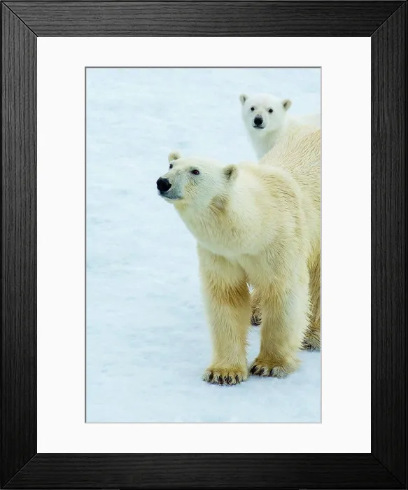 Framed Print : Polar bear (Ursus maritimus) mother and cub on pack ice, Svalbard, Norway Framed Print : Polar bear (Ursus maritimus) mother and cub on pack ice, Svalbard, Norway