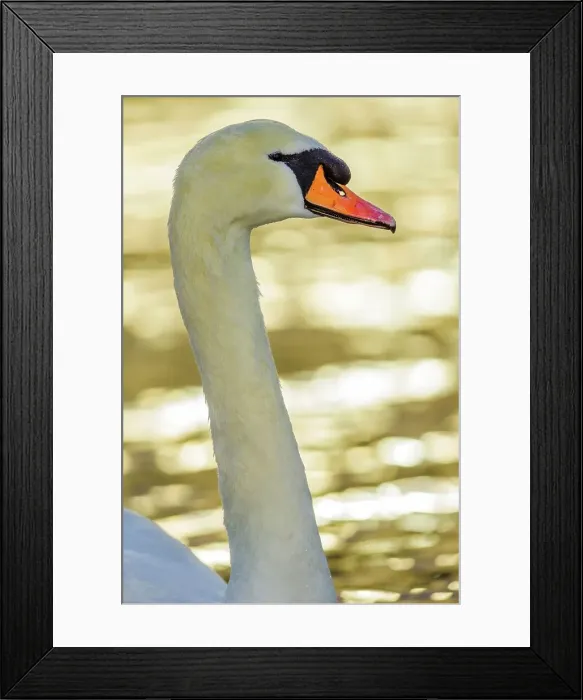 Framed Print : Canada, British Columbia, Vancouver Island Framed Print : Canada, British Columbia, Vancouver Island