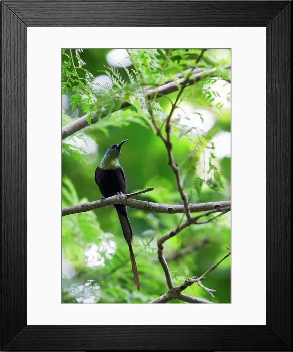 Framed Print : A Male Bronze Sunbird is Perched in a Tree Framed Print : A Male Bronze Sunbird is Perched in a Tree