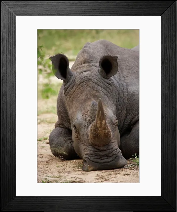 Framed Print : White Rhino (Ceratotherium simum) Framed Print : White Rhino (Ceratotherium simum)