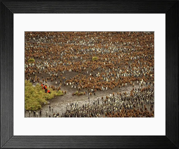 Framed Print : Tourists for scale, King Penguins (Aptenodytes patagonicus) at Salisbury Plain, South Georgia
