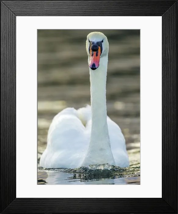 Framed Print : Canada, British Columbia, Vancouver Island Framed Print : Canada, British Columbia, Vancouver Island