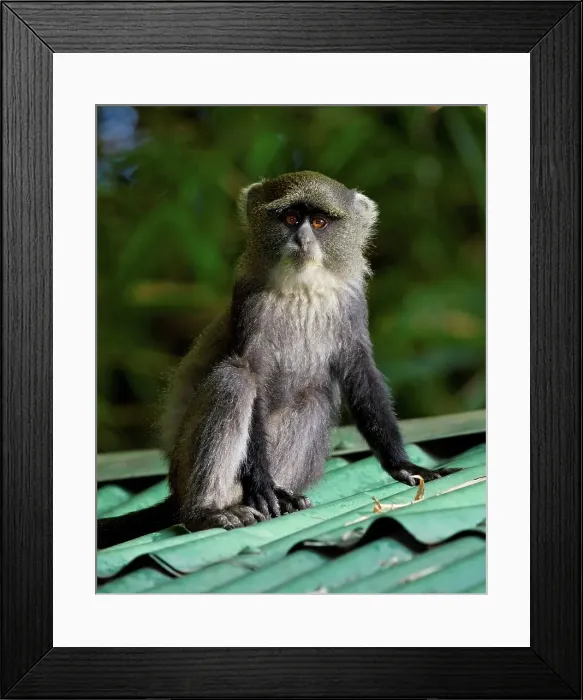 Framed Print : A Blue Monkey Hangs Out on a Safari Lodge Roof Framed Print : A Blue Monkey Hangs Out on a Safari Lodge Roof