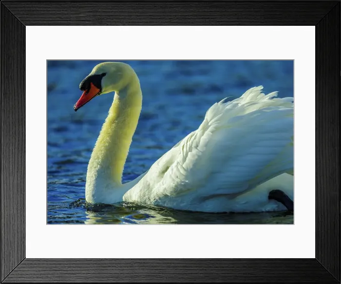 Framed Print : Canada, British Columbia, Vancouver Island Framed Print : Canada, British Columbia, Vancouver Island