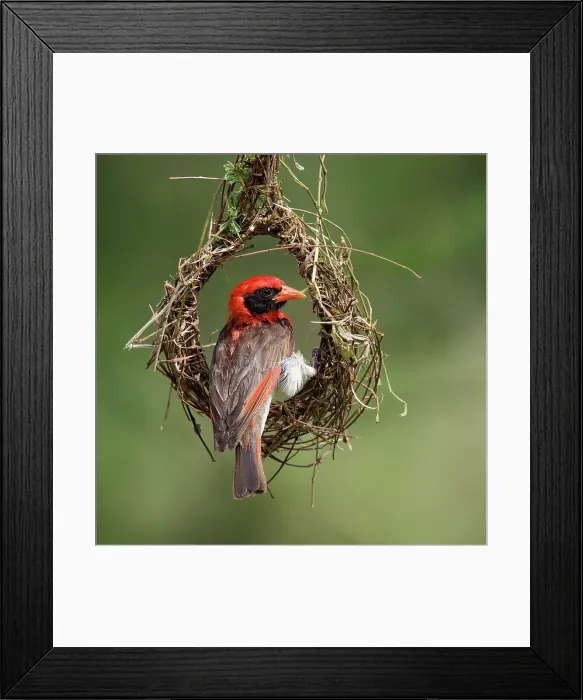 Framed Print : Male Red-Headed Weaver Begins Building a New Nest Framed Print : Male Red-Headed Weaver Begins Building a New Nest