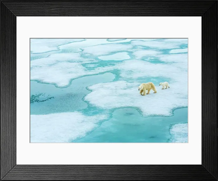 Framed Print : Polar bear (Ursus maritimus) mother and cub walking across melting pack ice, Svalbard, Norway