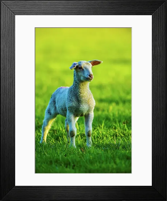 Framed Print : Canada, British Columbia, Vancouver Island, Lamb Framed Print : Canada, British Columbia, Vancouver Island, Lamb