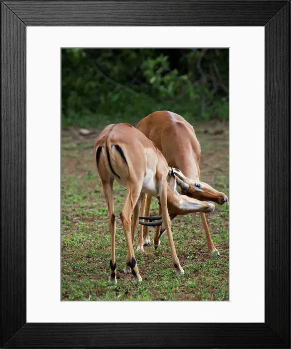 Framed Print : Two Young Male Impalas Practice Their Fighting Skills
