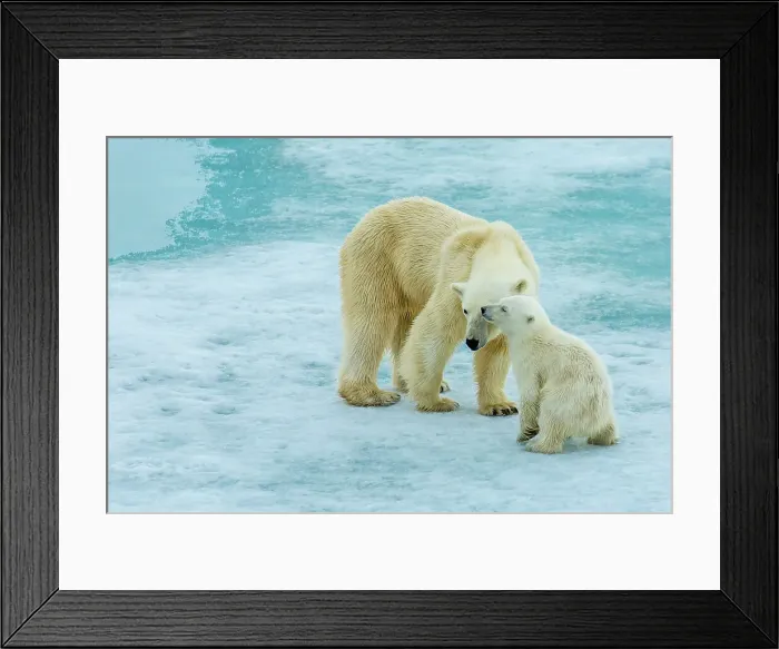 Framed Print : Arctic Arctic Ocean COY Climate Change Lindblad Expeditions Framed Print : Arctic Arctic Ocean COY Climate Change Lindblad Expeditions