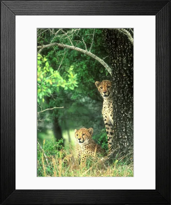 Framed Print : Cheetah cubs in veld. Phinda Game Reserve Framed Print : Cheetah cubs in veld. Phinda Game Reserve