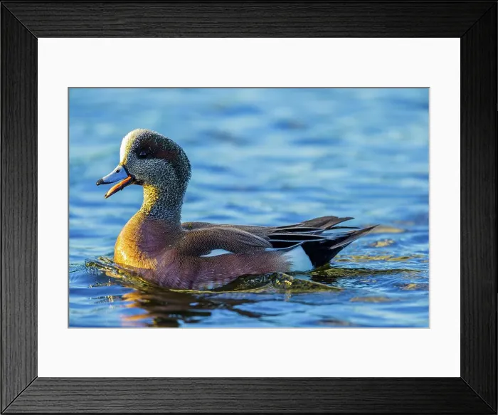 Framed Print : Canada, British Columbia, Vancouver Island Framed Print : Canada, British Columbia, Vancouver Island