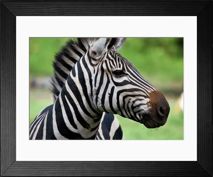 Framed Print : A Plains Zebra Bears Scars of a Lion Attack Framed Print : A Plains Zebra Bears Scars of a Lion Attack