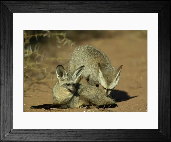 Framed Print : Bat-Eared Fox (Otocyon meaglotis) male testing female to see if she is in oestrus Framed Print : Bat-Eared Fox (Otocyon meaglotis) male testing female to see if she is in oestrus