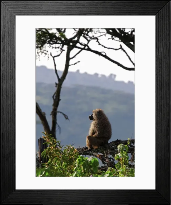 Framed Print : Olive Baboon Framed Print : Olive Baboon