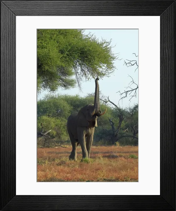 Framed Print : Elephant (Loxodonta africana) reaching up into acacia tree to feed Framed Print : Elephant (Loxodonta africana) reaching up into acacia tree to feed