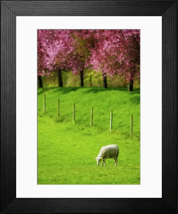 Framed Print : Canada, British Columbia, Vancouver Island Framed Print : Canada, British Columbia, Vancouver Island