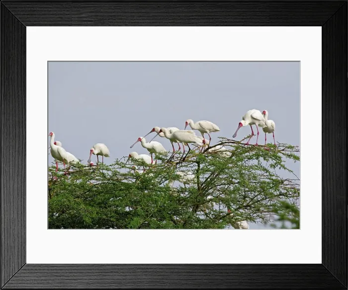 Framed Print : 4311, 4311-213 Framed Print : 4311, 4311-213