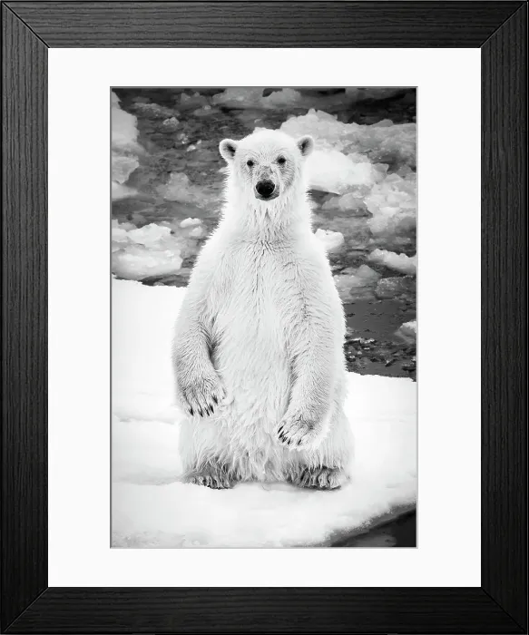 Framed Print : Adventure Travel Arctic Arctic Ocean Climate Change Framed Print : Adventure Travel Arctic Arctic Ocean Climate Change