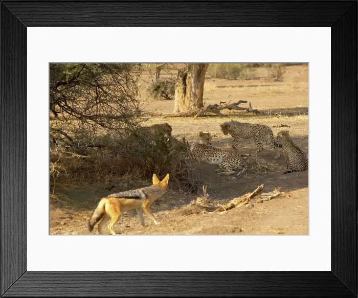 Framed Print : Cheetah (Acinonyx jubatus) female and cubs feeding on an Impala (Aepyceros melampus melampus) Framed Print : Cheetah (Acinonyx jubatus) female and cubs feeding on an Impala (Aepyceros melampus melampus)