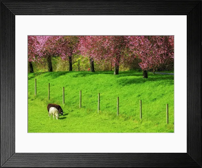 Framed Print : Canada, British Columbia, Vancouver Island Framed Print : Canada, British Columbia, Vancouver Island