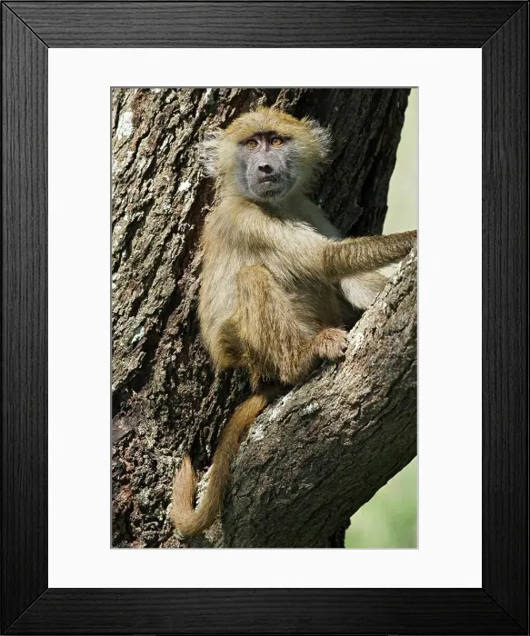 Framed Print : 4311, 4311-217 Framed Print : 4311, 4311-217