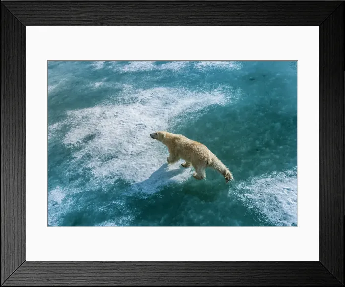 Framed Print : Arctic Climate Change Hornsund Fjord Norway Polar Bear Framed Print : Arctic Climate Change Hornsund Fjord Norway Polar Bear